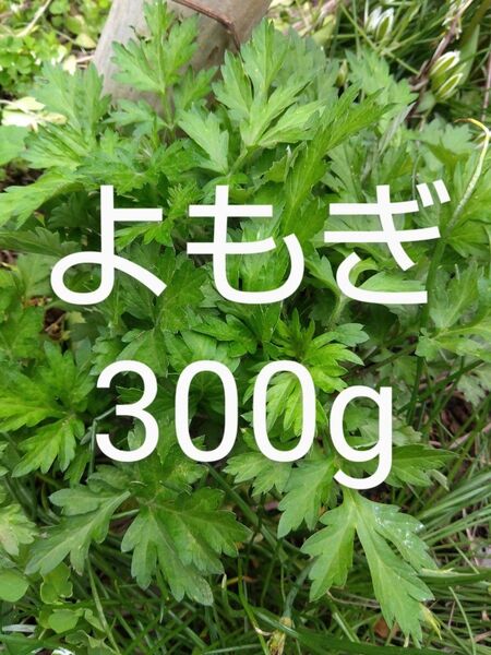 よもぎ 約300g 新鮮 農薬不使用 天然物