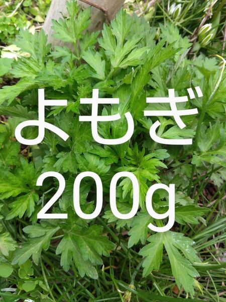 よもぎ 約200g 新鮮 農薬不使用 天然物