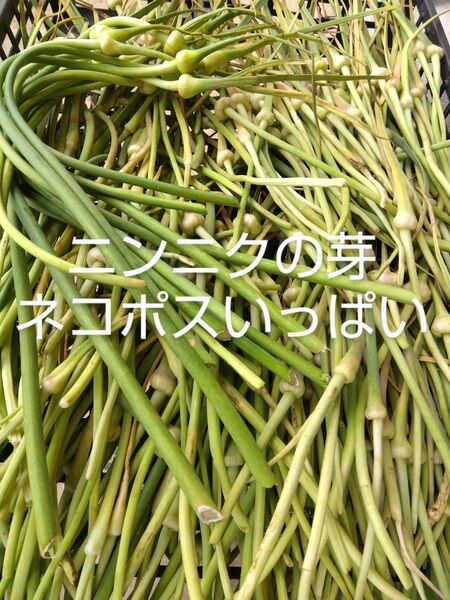 ニンニクの芽 ネコポスいっぱい 農薬不使用