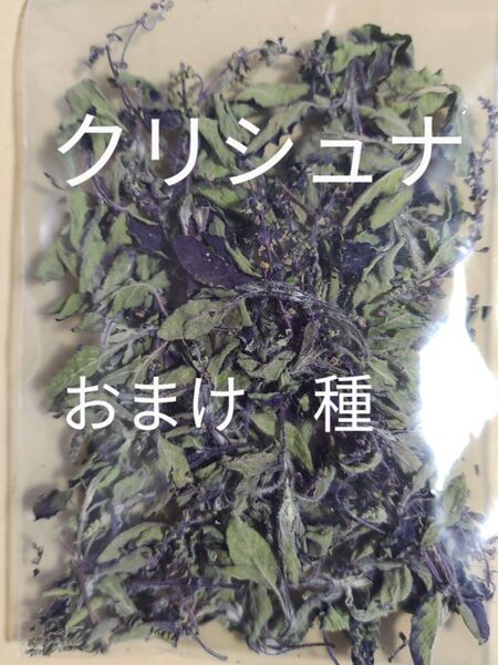 希少ホーリーバジルクリシュナトゥルシードライ10g2024年採種 100粒