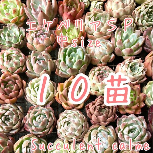 韓国苗 中サイズMIX苗★10苗詰め合わせ!交配苗など【多肉植物説明書】付き