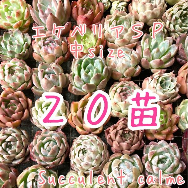 韓国苗 中サイズMIX苗★20苗詰め合わせ!交配苗など【多肉植物説明書】付き