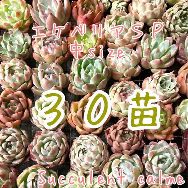 韓国苗 中サイズMIX苗★30苗詰め合わせ!交配苗など【多肉植物説明書】付き