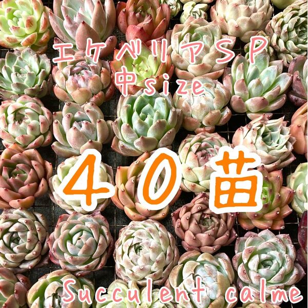 韓国苗 中サイズMIX苗★40苗詰め合わせ!交配苗など【多肉植物説明書】付き