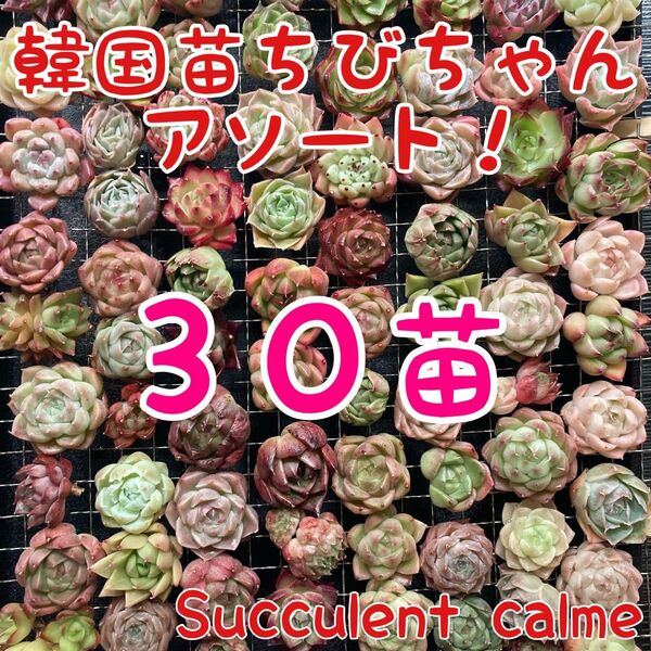 韓国苗 30苗ちびちゃん詰め合わせ!多肉植物 MIX苗【多肉植物説明書】付き