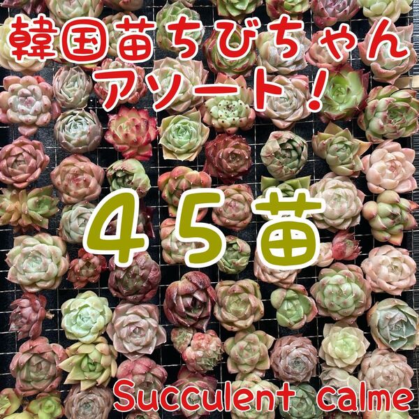 韓国苗 45苗ちびちゃん詰め合わせ!多肉植物 MIX苗【多肉植物説明書】付き