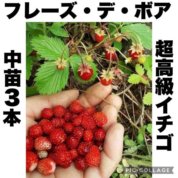 希少品種 フレーズ・デ・ボア 森のいちご 超高級ワイルドストロベリー 中苗3本