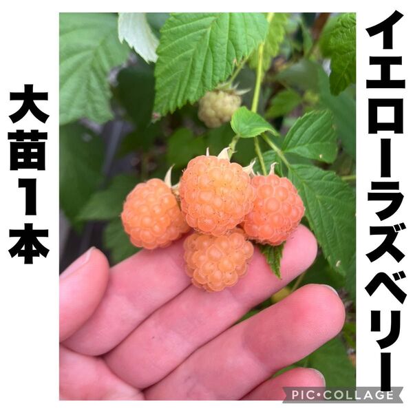 イエローラズベリー ファールゴールド キイチゴ フランボワーズ 木苺 苗木 大苗1本 2季成り 20cm 連結苗