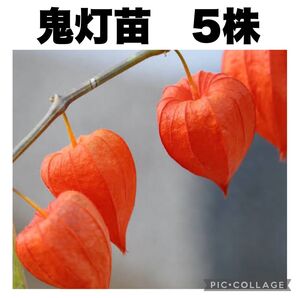 鬼灯 ホオズキ ほおずき 苗 抜き苗 5株 赤 観葉植物 観賞用
