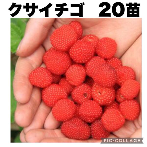 クサイチゴ 草苺 野いちご 木苺 ラズベリー 20苗