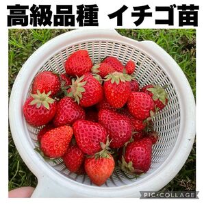 高級品種 イチゴ苗 女峰 章姫 とちおとめ さちのか ジャンボイチゴ 大苗 高糖度 大実
