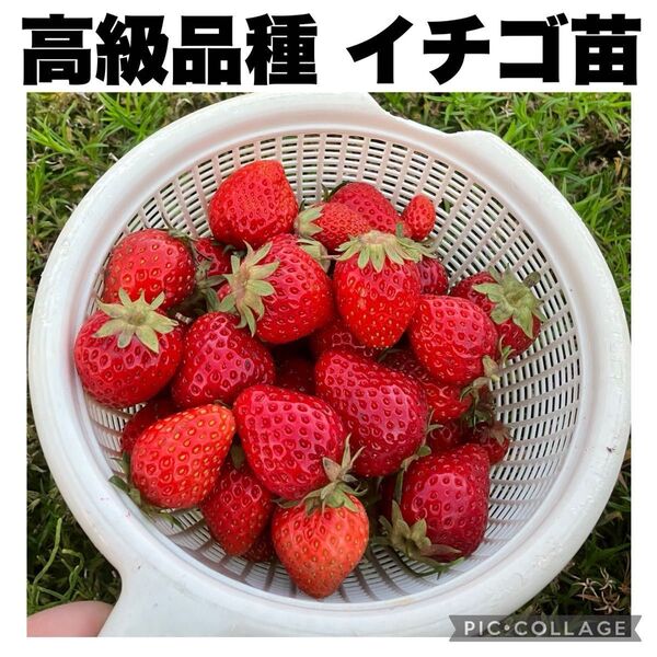 高級品種 イチゴ苗 女峰 章姫 とちおとめ さちのか ジャンボイチゴ 高糖度 大実
