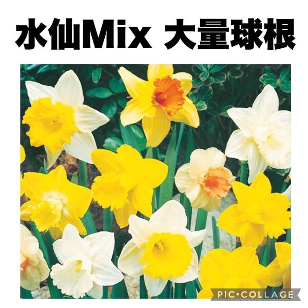 水仙 スイセン 種類Mix 大量 球根