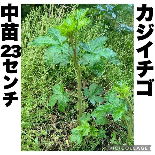 カジイチゴ 梶苺 梶イチゴ ラズベリー 山野草 棘なし 中苗 約23cm 果樹苗 苗木 絶品極旨木いちご
