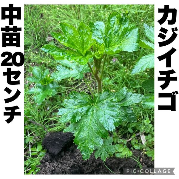 カジイチゴ 梶苺 梶イチゴ ラズベリー 山野草 棘なし 中苗 約20cm 果樹苗 苗木 絶品極旨木いちご