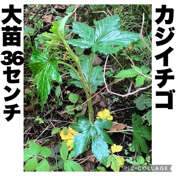 カジイチゴ 梶苺 梶イチゴ ラズベリー 山野草 棘なし 大苗 約36cm 果樹苗 苗木 絶品極旨木いちご