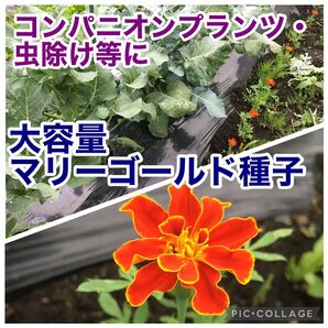 マリーゴールド 種子 無農薬 超大量 コンパニオンプランツ 虫除け オレンジ