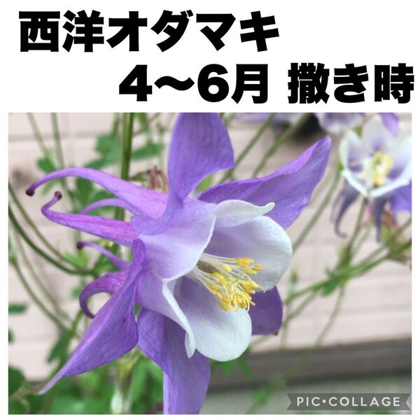西洋オダマキ アクイレギア パープルホワイト 紫 種子 30粒 花の種 山野草