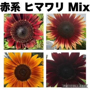 向日葵 ひまわり 種子 30粒 レア 赤系ミックス