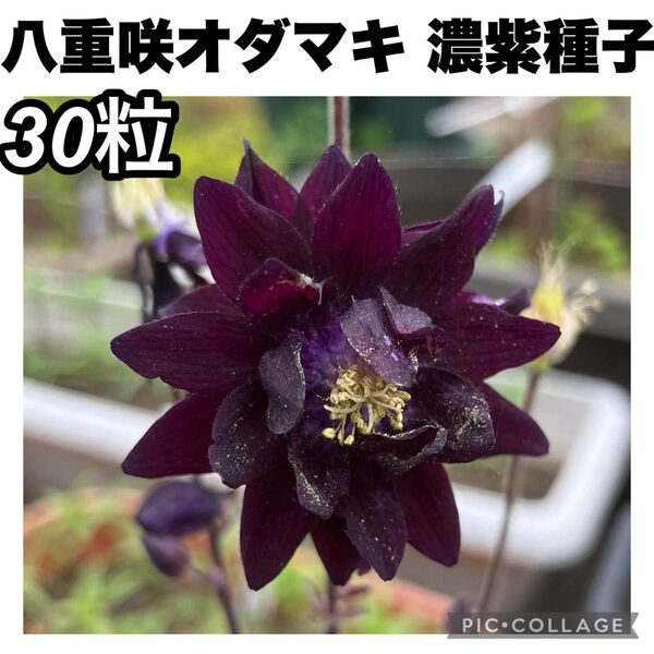 西洋オダマキ アクイレギア 八重咲き 赤紫 種子 30粒 花の種 山野草
