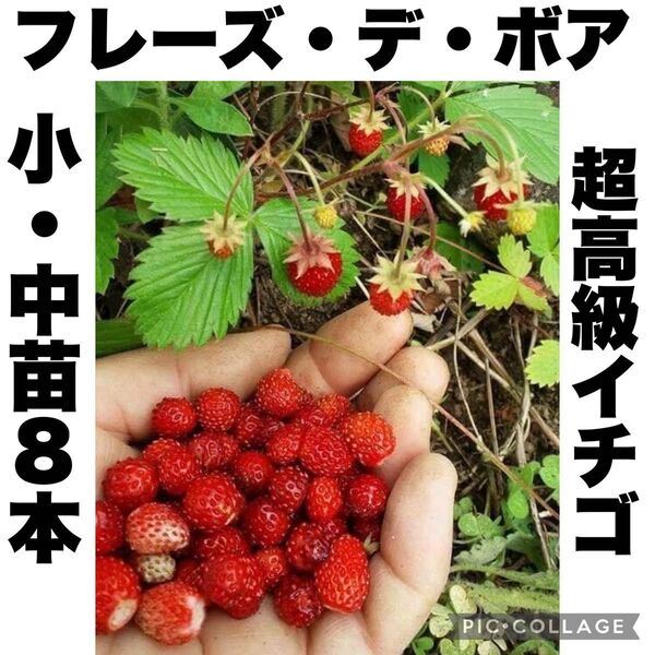 希少品種 フレーズ・デ・ボア 森のいちご 超高級ワイルドストロベリー 小・中苗8本