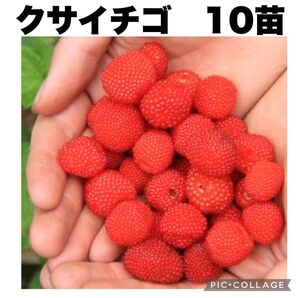 クサイチゴ 草苺 野いちご 木苺 ラズベリー 10本