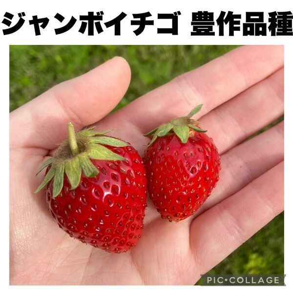 ジャンボイチゴ 大実苺 豊作品種 高糖度 甘い 簡単栽培 3苗