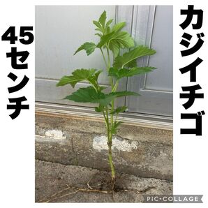 カジイチゴ 梶苺 梶イチゴ ラズベリー 山野草 棘なし 大苗 約45cm 果樹苗 苗木 絶品極旨木いちご