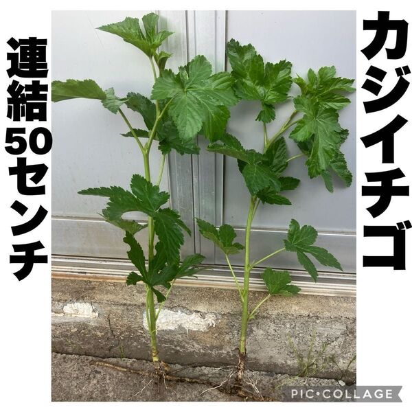 カジイチゴ 梶苺 梶イチゴ ラズベリー 山野草 棘なし 連結大苗 約50cm 果樹苗 苗木 絶品極旨木いちご 宅急便発送