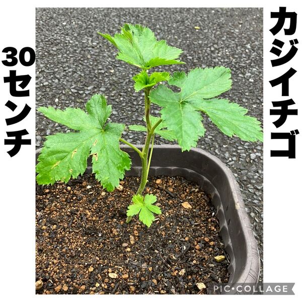 カジイチゴ 梶苺 梶イチゴ ラズベリー 山野草 棘なし 大苗 約30cm 果樹苗 苗木 絶品極旨木いちご