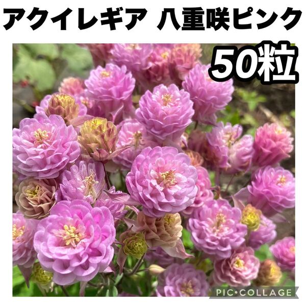 西洋オダマキ アクイレギア 八重咲き ピンク 種子 50粒 花の種 山野草