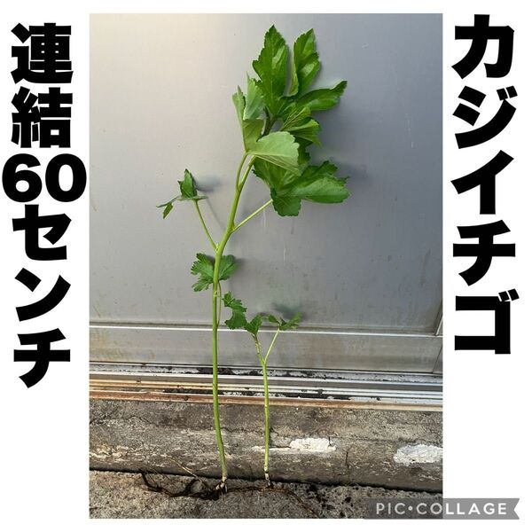 カジイチゴ 梶苺 梶イチゴ ラズベリー 山野草 棘なし 約60cm 果樹苗 苗木 絶品極旨木いちご ネコポス発送