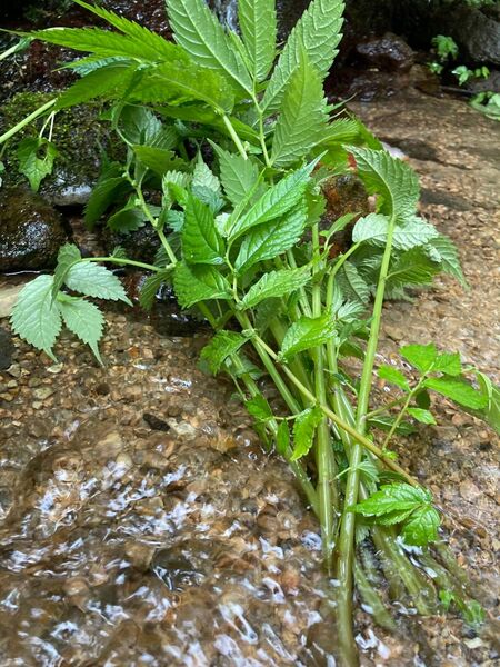 農家の水ブキ 天然 山菜 湧き水栽培 鳥取県産 200g