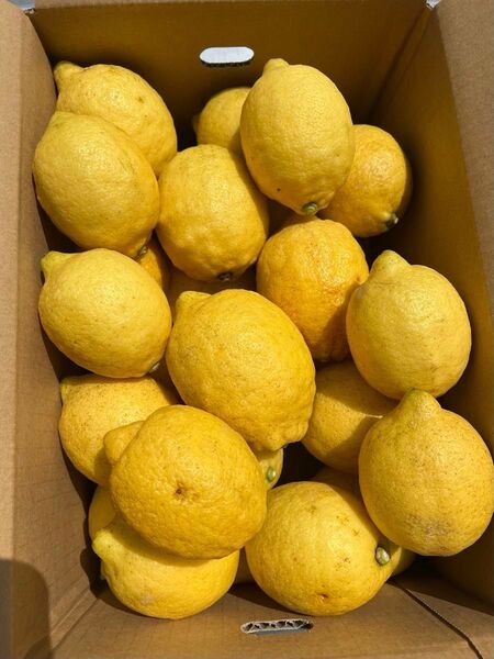 訳あり・広島県産レモン(大玉)15㎏