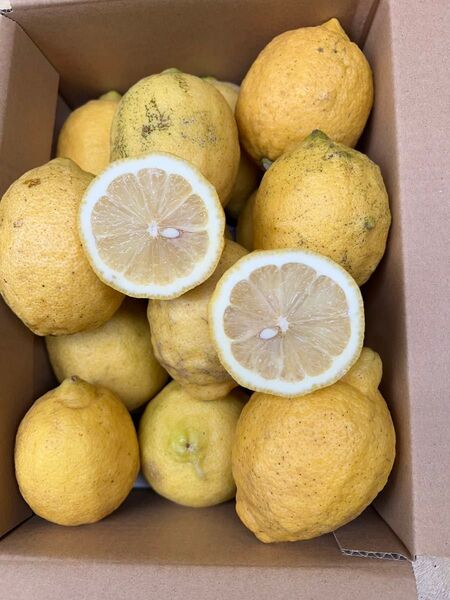 訳あり・広島県産レモン(加工用)2kg