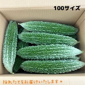 採れたて宮古島産ゴーヤー*