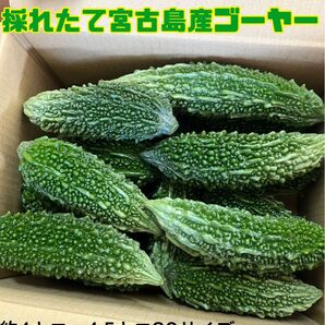 採れたて宮古島産ゴーヤー*