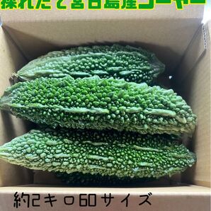 採れたて宮古島産ゴーヤー*