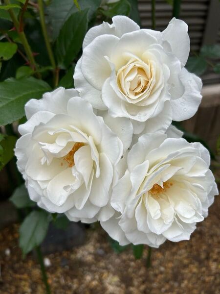 薔薇1苗 四季咲き ア◯◯バー◯ 中輪