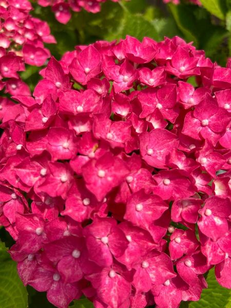 紫陽花 挿し穂3本