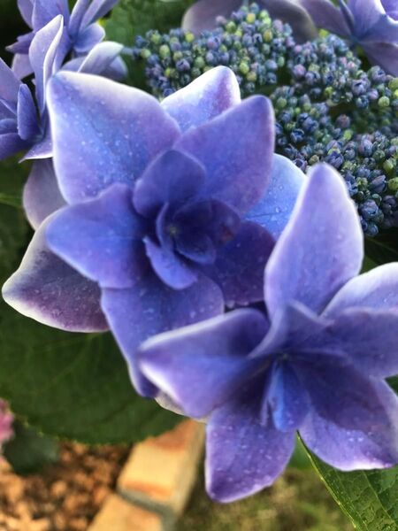 紫陽花 挿し穂3本