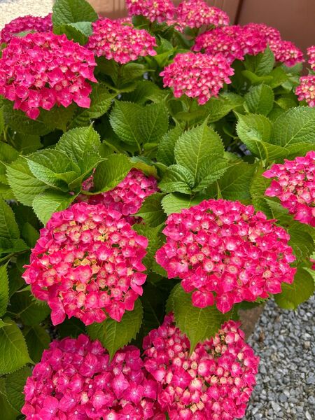 紫陽花挿し穂3本