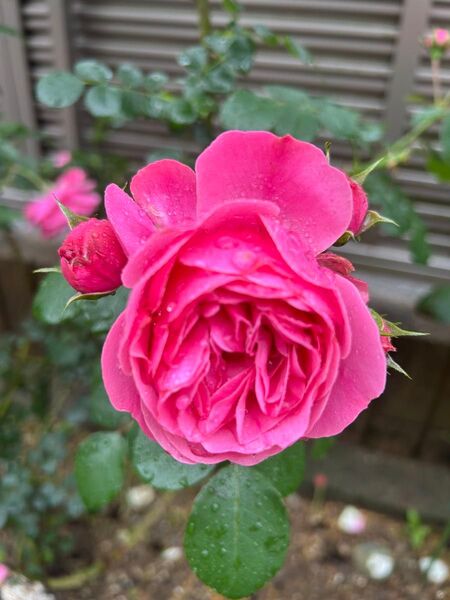 薔薇挿し穂3本 濃いピンク