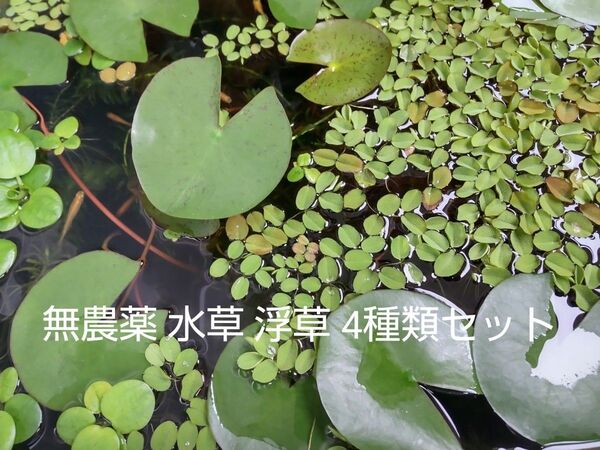 無農薬 水草 浮草 4種類セット アマゾンフロッグピット アナカリス ウィローモス サルビニア