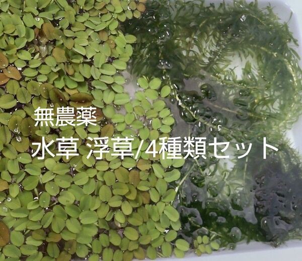 無農薬 水草 浮草 4種類セット / アマゾンフロッグピット サルビニア ウィローモス アナカリス