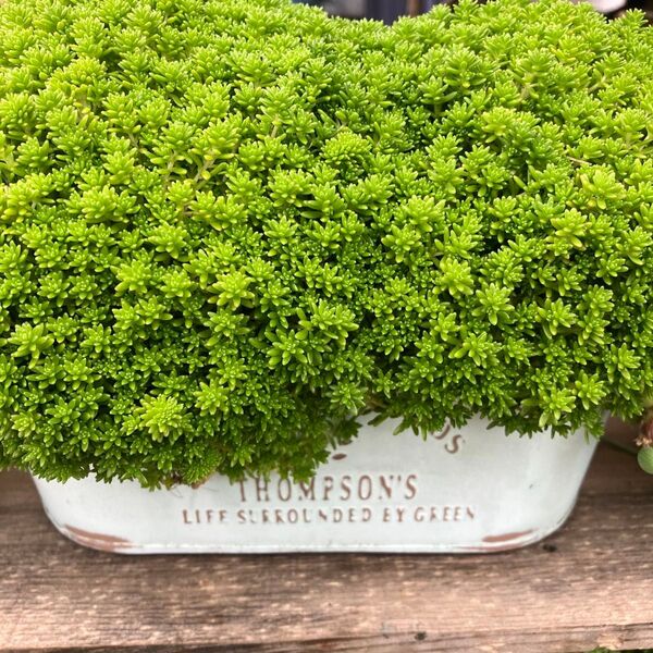 多肉植物 セダム