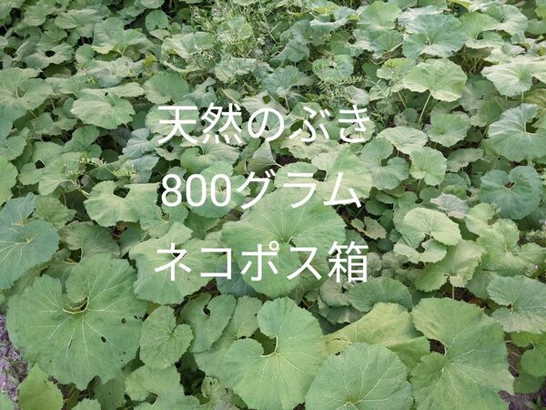 2.岡山県産天然のぶき箱込み800グラムネコポス箱