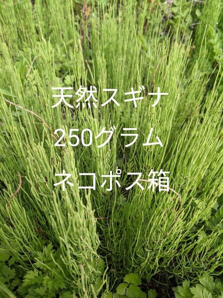 1.岡山県産 天然スギナ箱込み 250グラム ネコポス箱