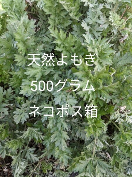 7.岡山県産天然よもぎ箱込み500グラムネコポス箱