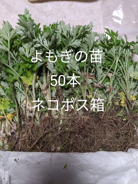2.岡山県産 天然ヨモギの苗 約50本 ネコポス箱